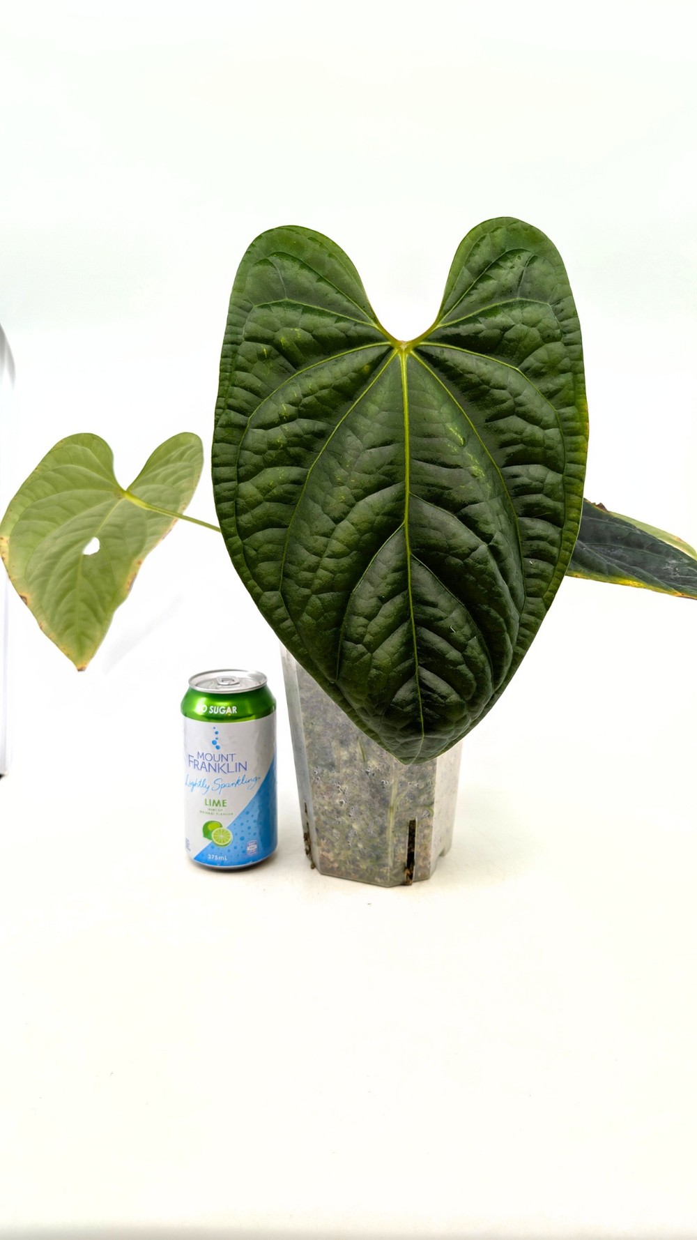 Anthurium Regale X Luxurians — The Leaf Gallery